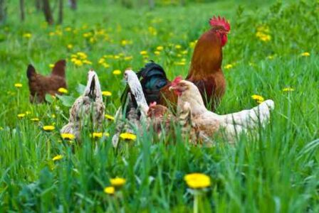 Upcoming Pastured Poultry Seminar Image